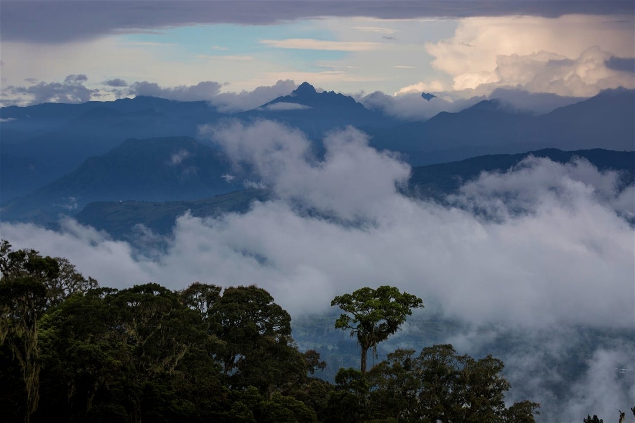 Lack of progress for nature at UN talks: Civil society leaders