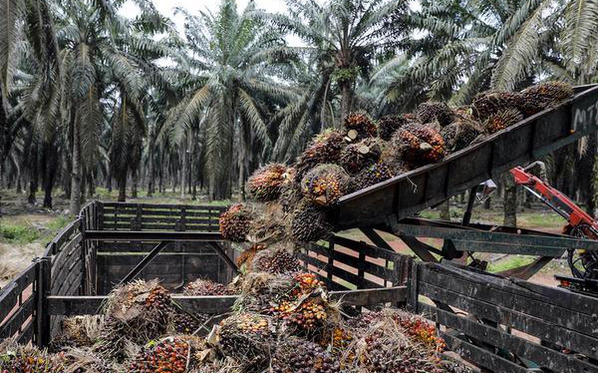 Malaysia keen to export more palm oil among agricultural products to China: minister