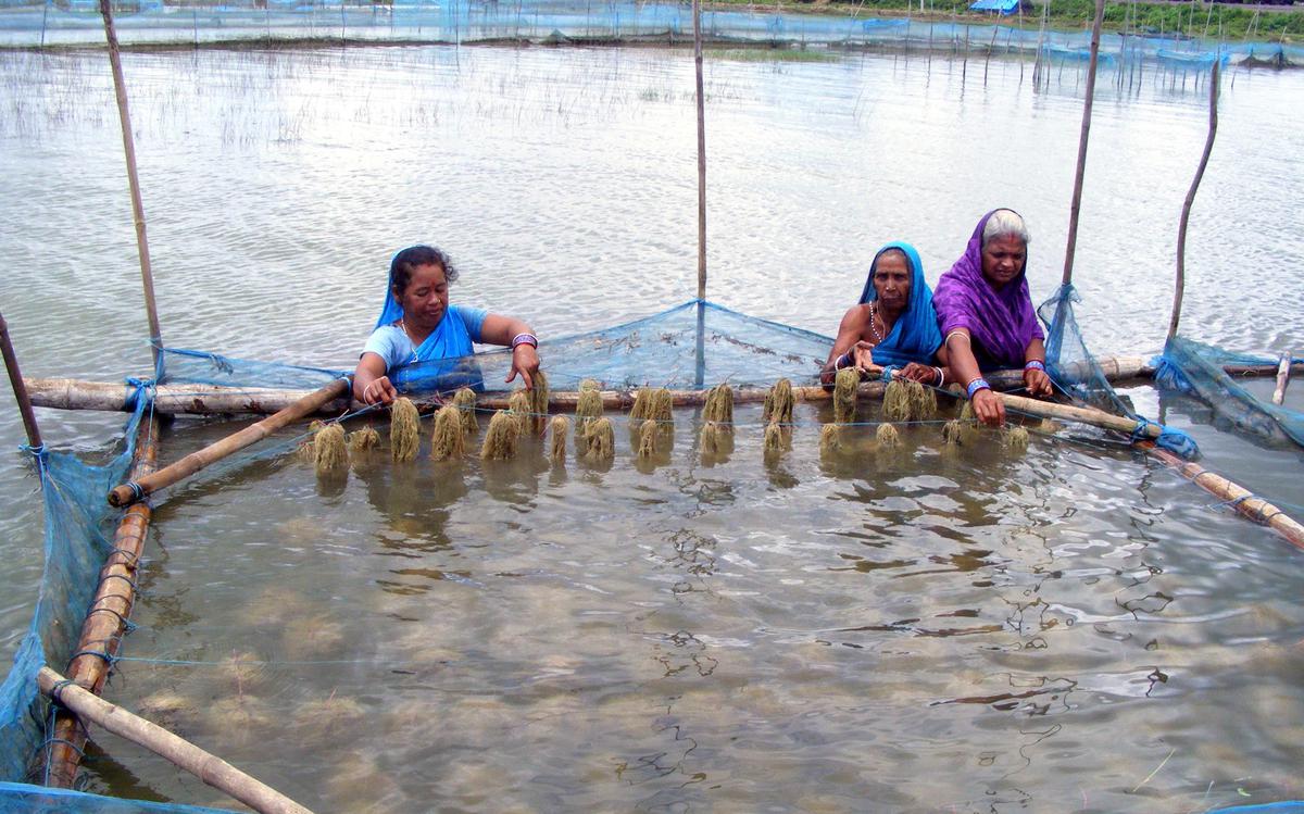 342 SITES FOR SEAWEED FARMING IDENTIFIED, 9.7 MN TONNES