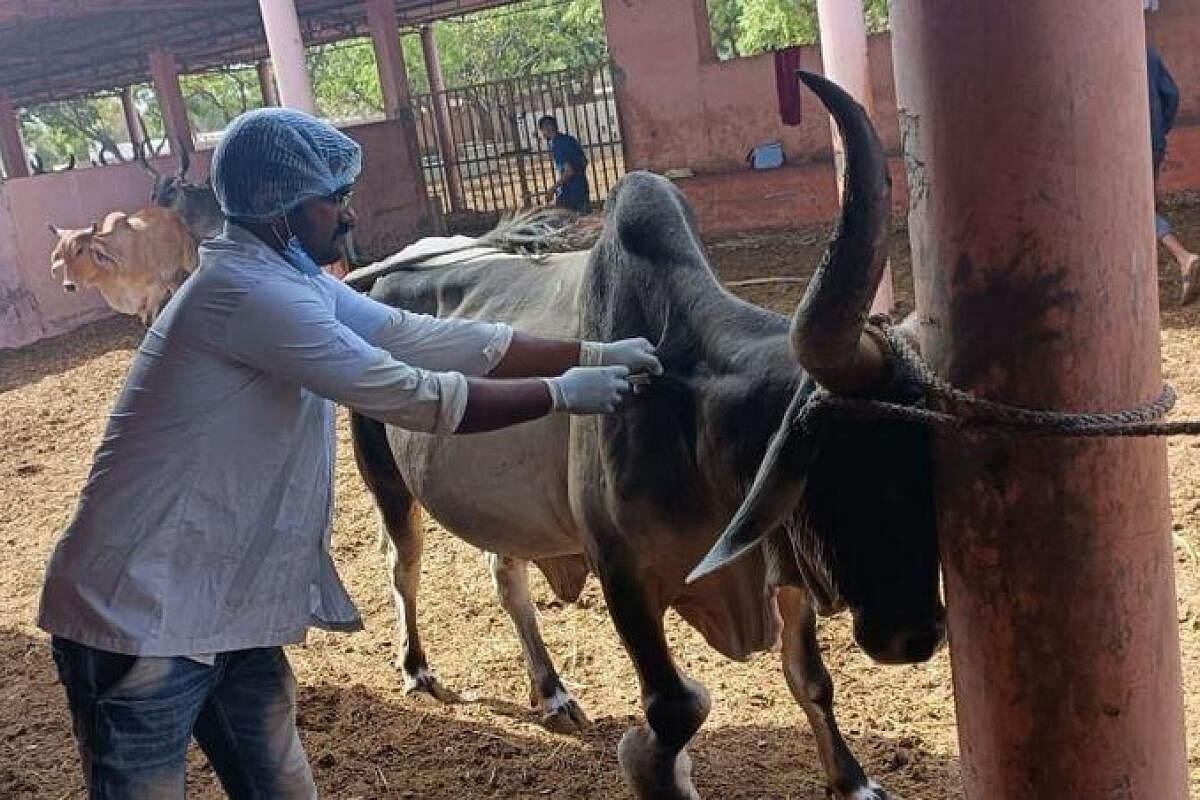 'Adequate stock of vaccine to address lumpy virus in Gujarat'