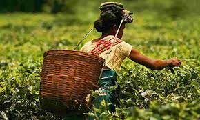 Tea production in Nilgiris increases by 6.9% due to heavy rain