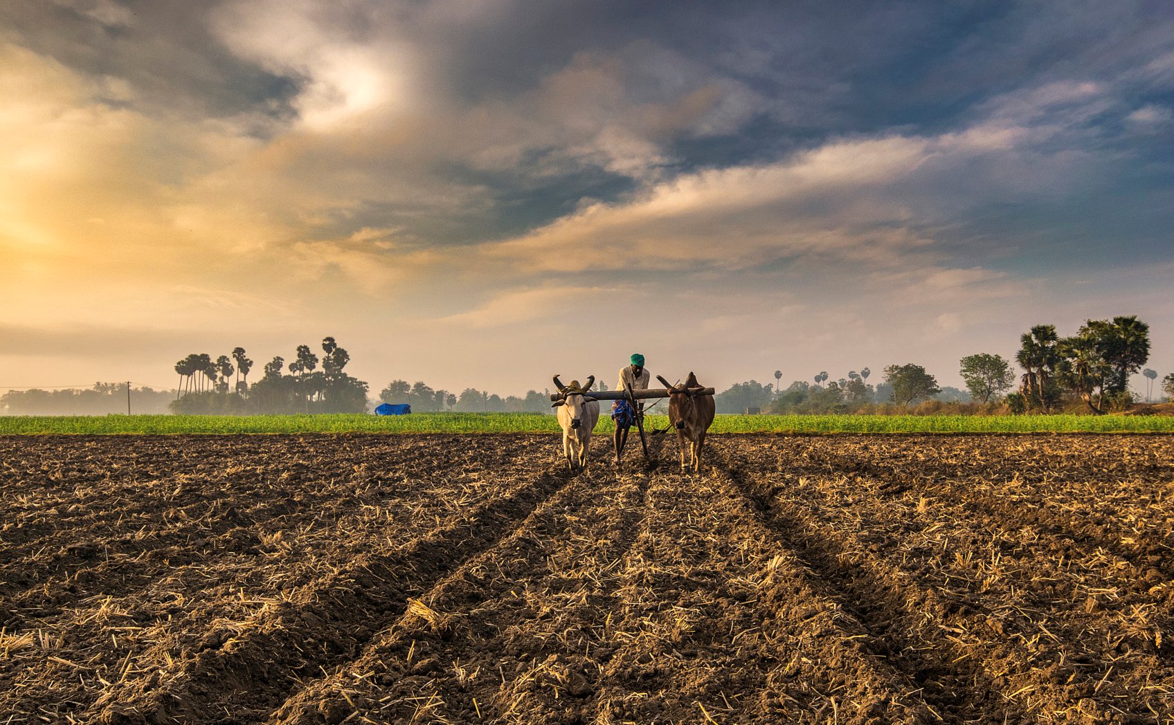 Farmers dying due to the current in the fields, what is the solution?