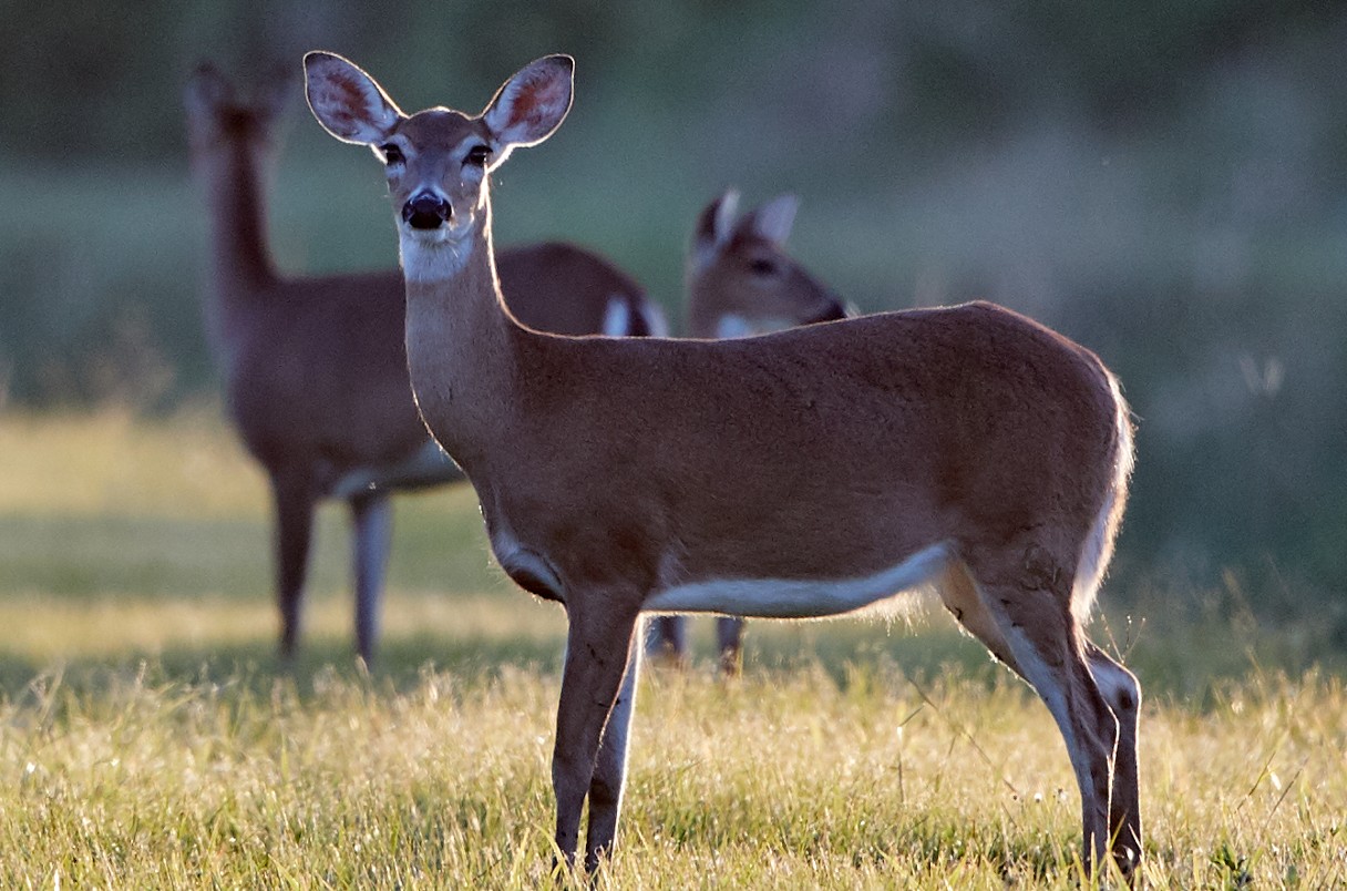 25 deer die of rabies in Colombo