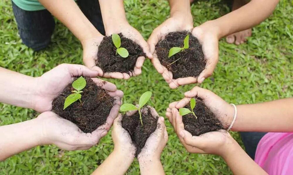 Door to door distribution of trees