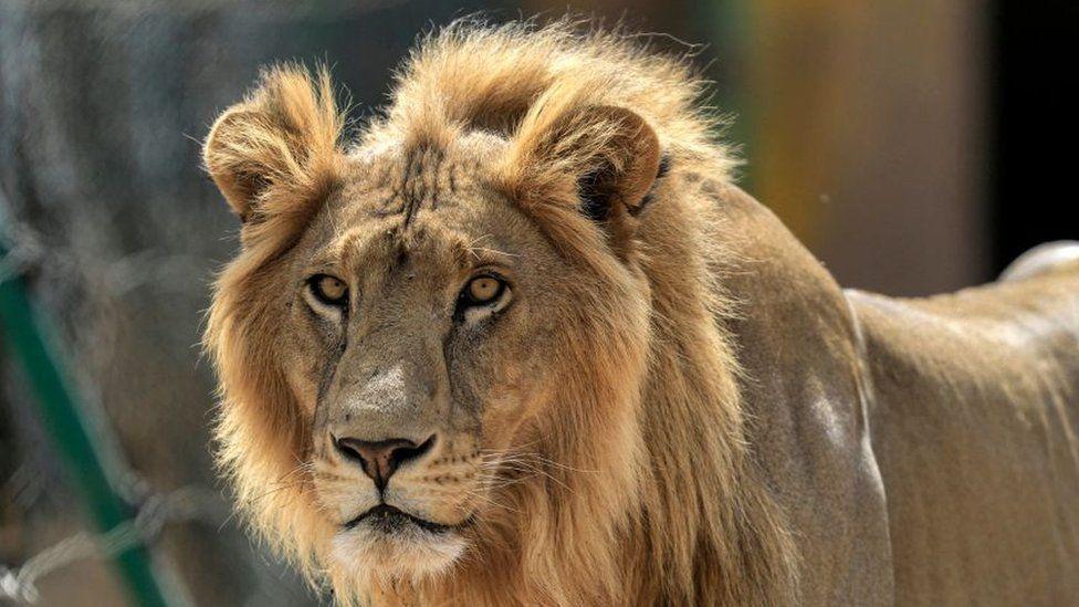 Man killed by a lion in Ghana zoo