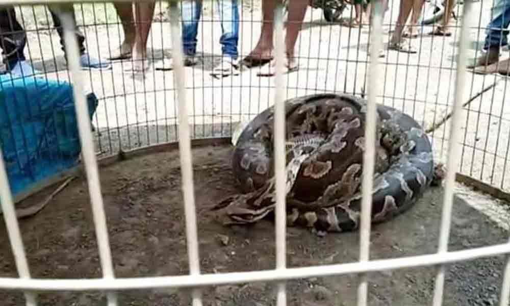 Sighting of python creates panic in Kakinada