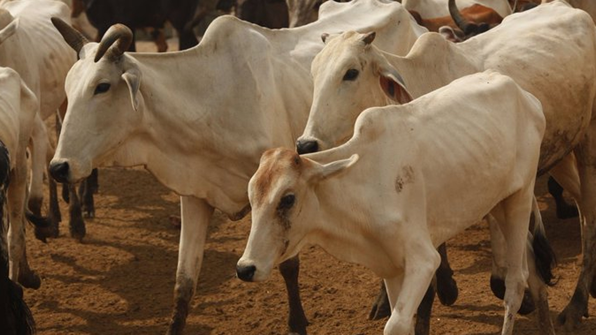 Gujarat forms task force to decide on treatment for LSD among cattle