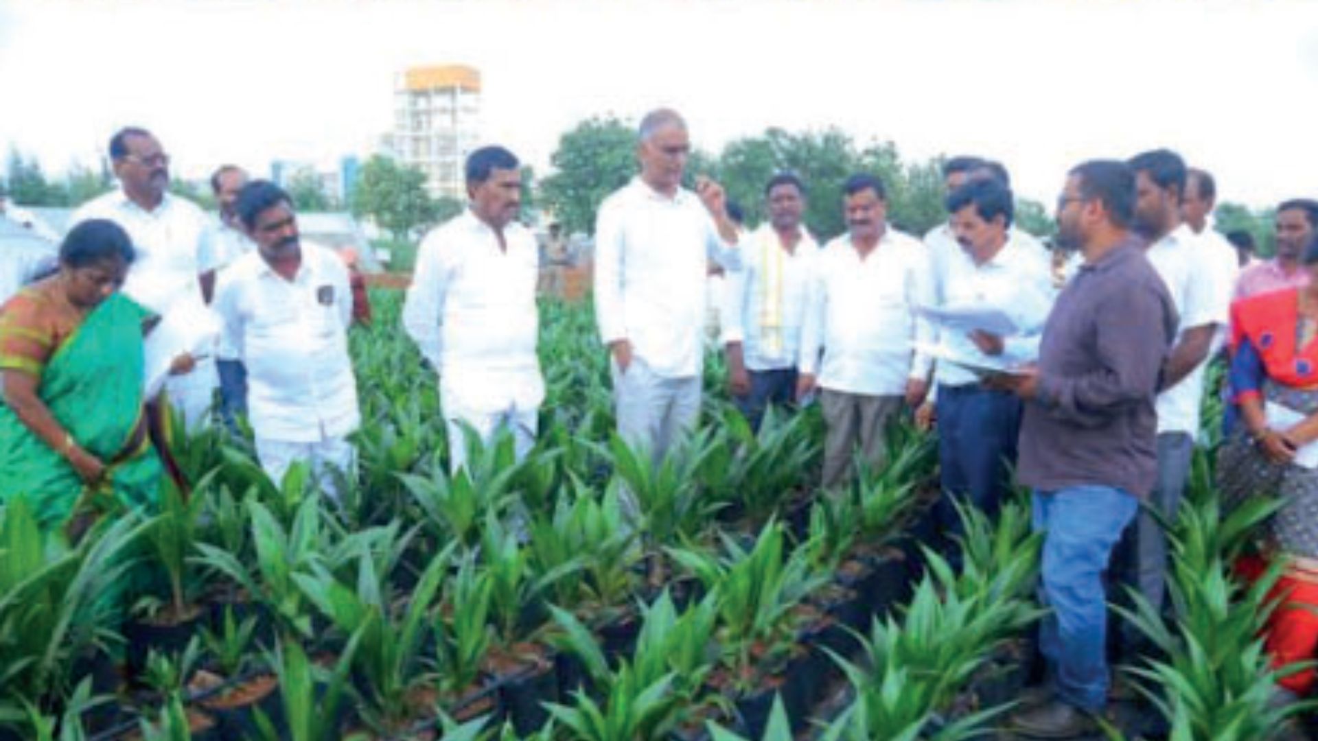 Farmers should focus on oil palm cultivation: T Harish Rao