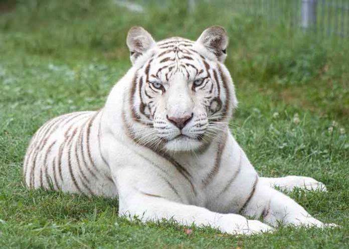 White tiger in Lucknow zoo to get companion from Chennai