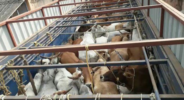 Transportation of cows not an offence: Allahabad HC