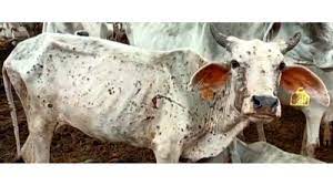 Lumpy disease: Mass cattle deaths trigger panic in Rajasthan