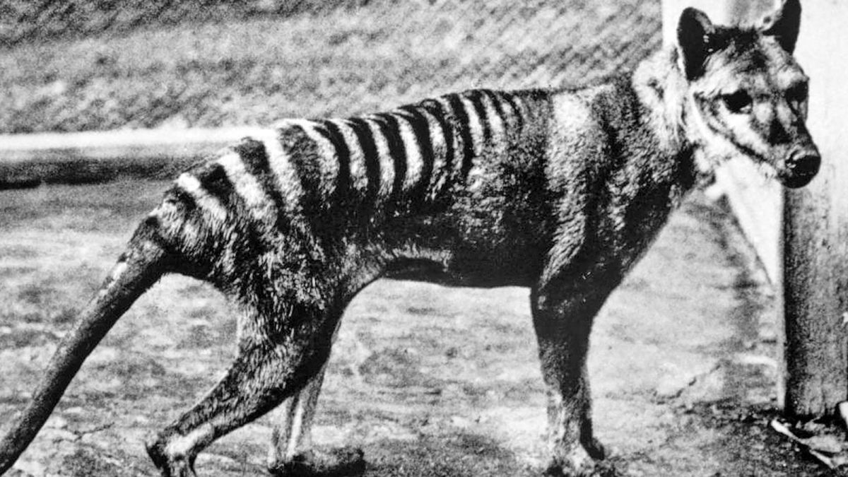 Bringing back Tasmanian tiger from extinction?