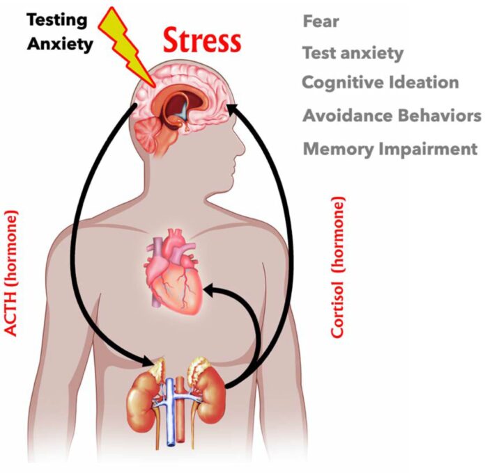HIGH LEVELS OF STRESS HORMONES MAY RAISE RISK OF HYPERTENSION, CARDIOVASCULAR DISEASE