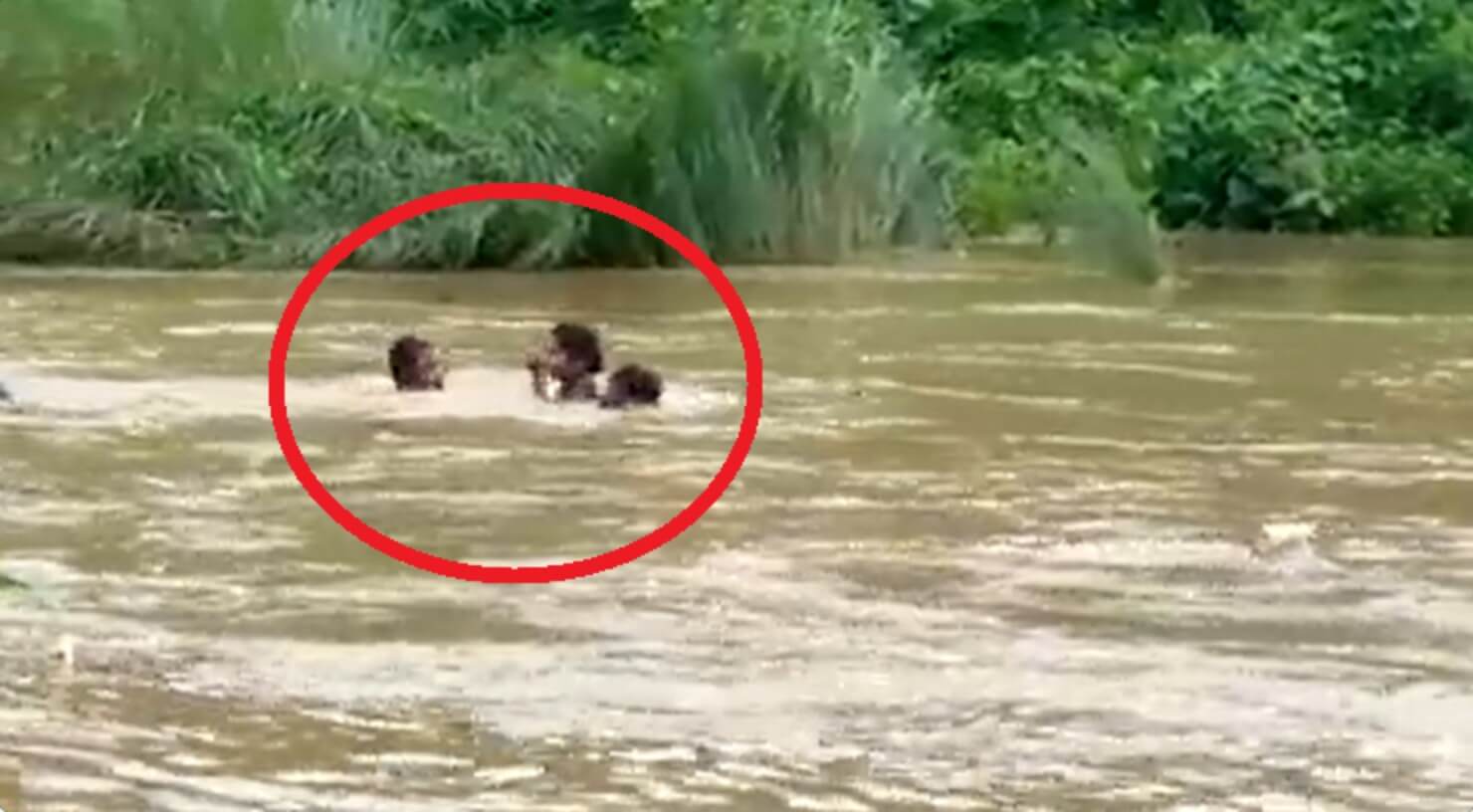 Andhra woman wades through river to write exam