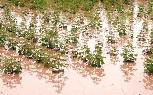 Cotton, maize cultivation in TN hit by incessant rainfall