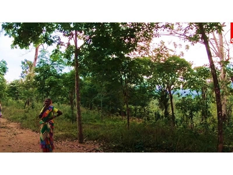 NGT spells out the logic: Conservation of forests sustains tribal communities