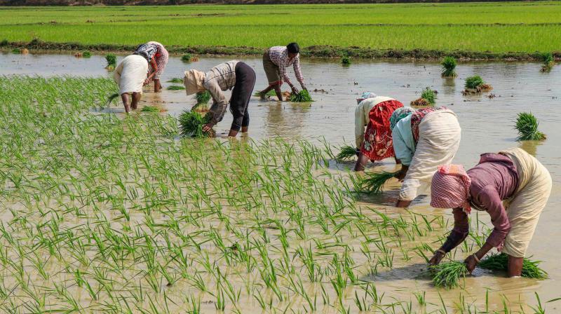 Rice production may fall by 10-12 mn tonnes: Food Secretary