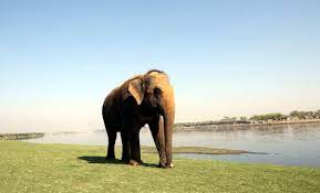 Retiring kumki elephants of MTR accorded warm farewell