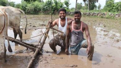 Andhra Pradesh Farmers Get Relief as Crop Prices Rise After Sankranti