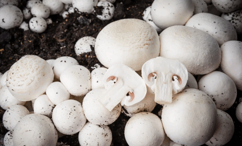 Health Alert Why Mushrooms May Not Be Suitable for Everyone