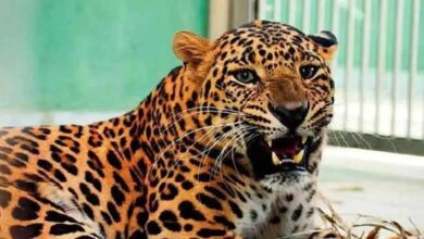 Karnataka: Leopard Behind Fatal Attack at Male Mahadeshwara Hills Finally Captured