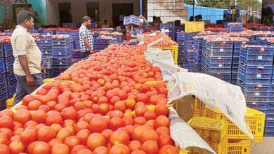 Tomato Prices Crash Leaves Farmers in Distress