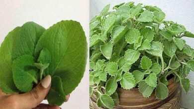 Do Not Ignore These Simple Leaves Experts Call Ajwain a Natural Health Booster