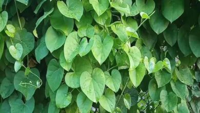 Ancient Ayurvedic Herb Tippa Teega and Its Powerful Health Benefits
