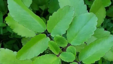 Ayurvedic Benefits of the Leaf of Life Plant for Immunity, Digestion, and Skin Health