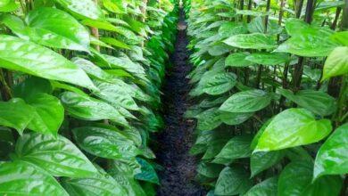 Betel Leaves Emerging as a Natural Remedy for Digestive Troubles in Busy Lifestyles