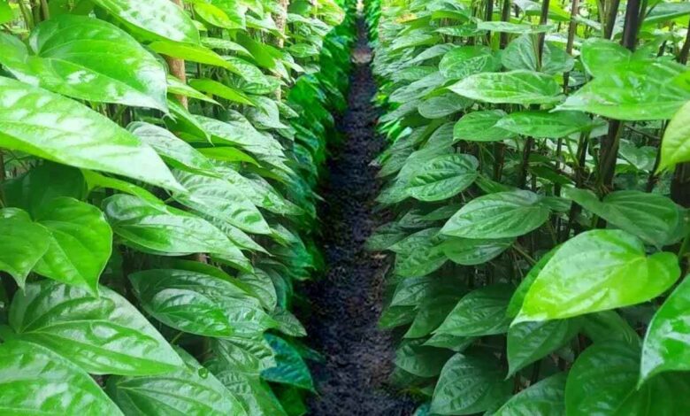 Betel Leaves Emerging as a Natural Remedy for Digestive Troubles in Busy Lifestyles