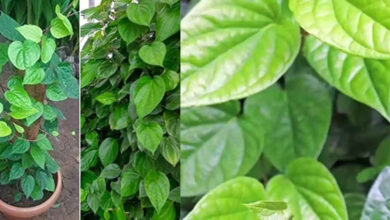 Betel Leaves and Daily Wellness Why This Traditional Leaf Still Finds a Place After Meals
