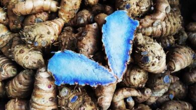 Black Turmeric Emerges as a Powerful Traditional Medicinal Root