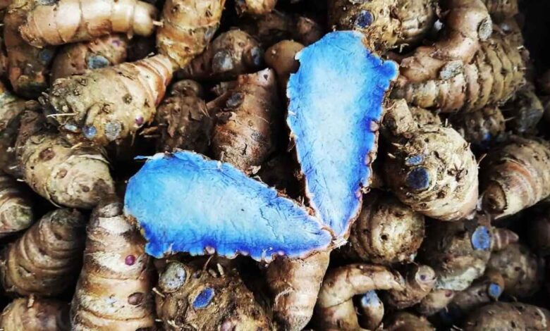 Black Turmeric Emerges as a Powerful Traditional Medicinal Root