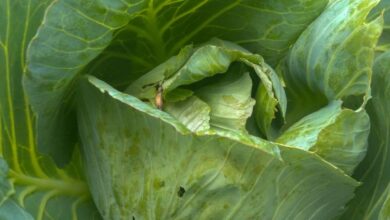 Cabbage Is Nutritious but These People Should Think Twice Before Adding It to Their Plate