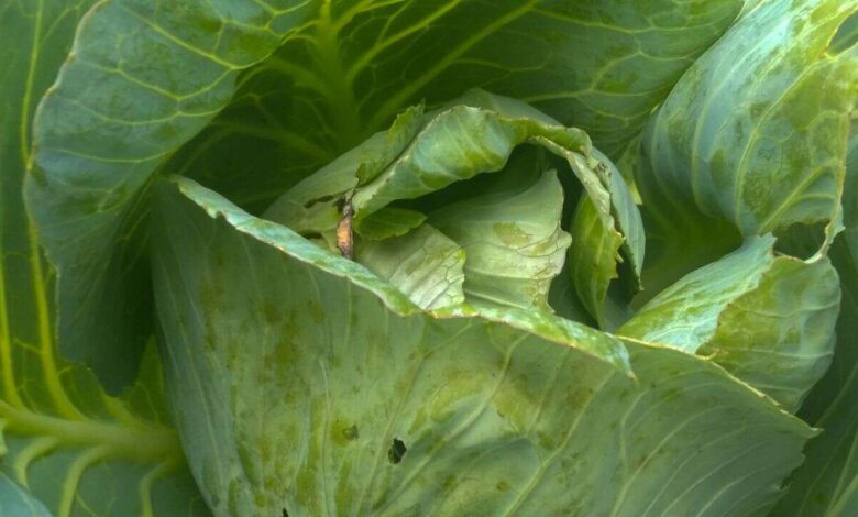 Cabbage Is Nutritious but These People Should Think Twice Before Adding It to Their Plate
