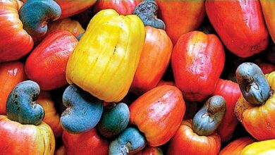 Cashew Apple Benefits Hidden Health Secrets You Probably Did Not Know