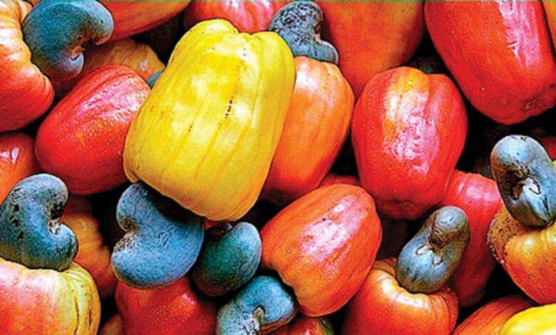 Cashew Apple Benefits Hidden Health Secrets You Probably Did Not Know