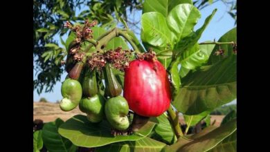 Do Not Ignore Cashew Apple This Overlooked Fruit Is a Natural Immunity Booster