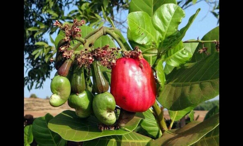 Do Not Ignore Cashew Apple This Overlooked Fruit Is a Natural Immunity Booster