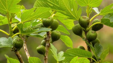 Do Not Ignore Fig Leaves Experts Say This Simple Addition Can Strengthen Bones Naturally