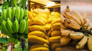 Eating Bananas During Cold and Cough Doctors Separate Myth From Medical Fact