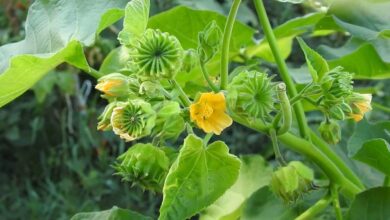 Hidden in Plain Sight How Atibala Became a Trusted Herbal Remedy