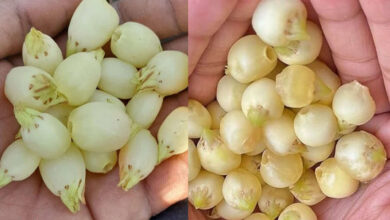 Mahua Flower Gains Attention for Traditional Healing Benefits Beyond Liquor Use