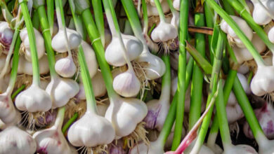 Sprouted Garlic Not Spoiled but Packed with Powerful Health Benefits