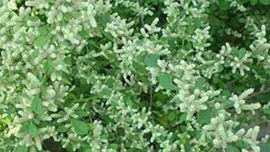 Tribal Herb Kondapindi Leaf Gains Attention for Kidney Stone Relief and Natural Strength
