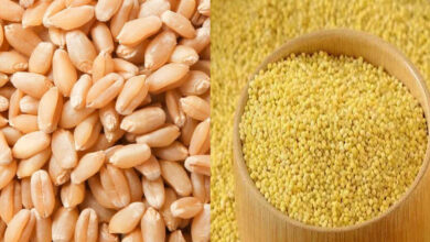Which Is Better for Breakfast Korra or Wheat Rava