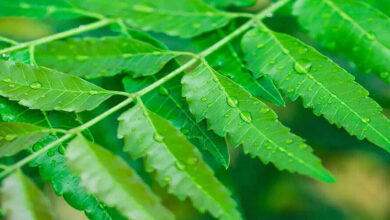 Why Chewing Four Neem Leaves Every Morning Is Gaining Attention