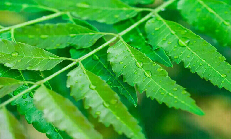 Why Chewing Four Neem Leaves Every Morning Is Gaining Attention