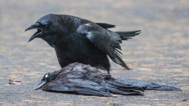 Bird Flu Alert in Chennai After Mass Crow Deaths Confirm H5N1